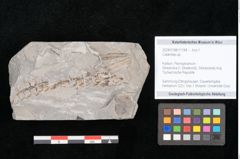 Foto (Objekt + Etikett) von Calamites sp.  (NHMW-GEO-2024-0188-11184)